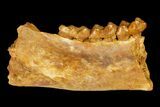 Eocene Primate (Necrolemur) Jaw Section - France #179976-1